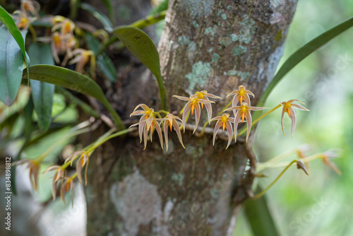 Closeup view of tropical epiphytic orchid species bulbophyllum affine flowers and leaves outdoors on natural background photo