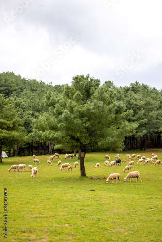 Tree-dwelling spirit