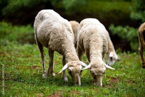 Two goats competing for food