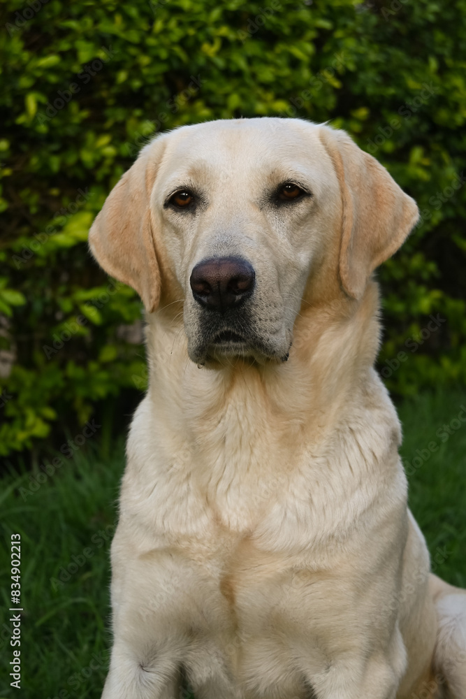 golden retriever puppy, white, beige Labrador retriever adult dog face, close up golden retriever puppy, white, beige Labrador retriever adult dog face, close up
