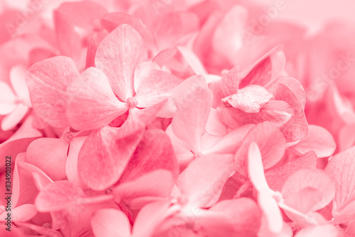 Pink flowers close up. Bouquet of red flowers. City flower beds, a beautiful and well-groomed garden with flowering bushes.