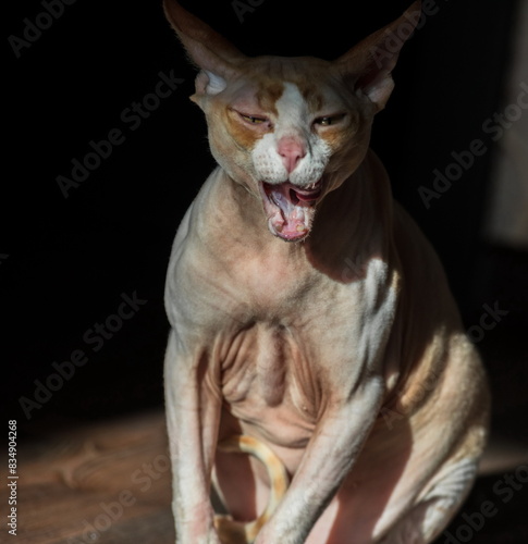 Portrait of a Sphynx cat