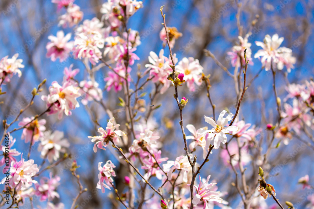 Blooming magnolia in spring. Beautiful buds of pink flowers close-up with blurred space for text. Blooming magnolia in spring. Beautiful buds of pink flowers close-up with blurred space for text.