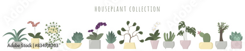 Collection of different houseplants isolated on white background