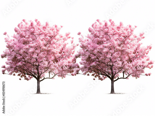 a couple of pink trees