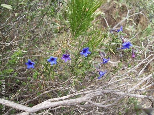 Pequeñas florecillas azules photo