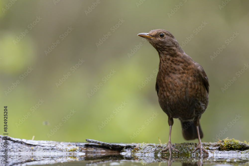 Obraz premium female Blackbird Turdus merula on the forest puddle amazing warm light sunset sundown