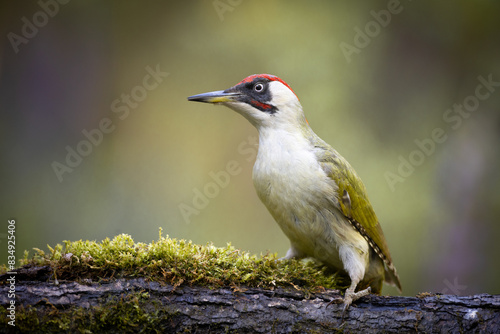 Bird - Green woodpecker Picus viridis on forest pond, bird drinking water, wildlife Poland Europe