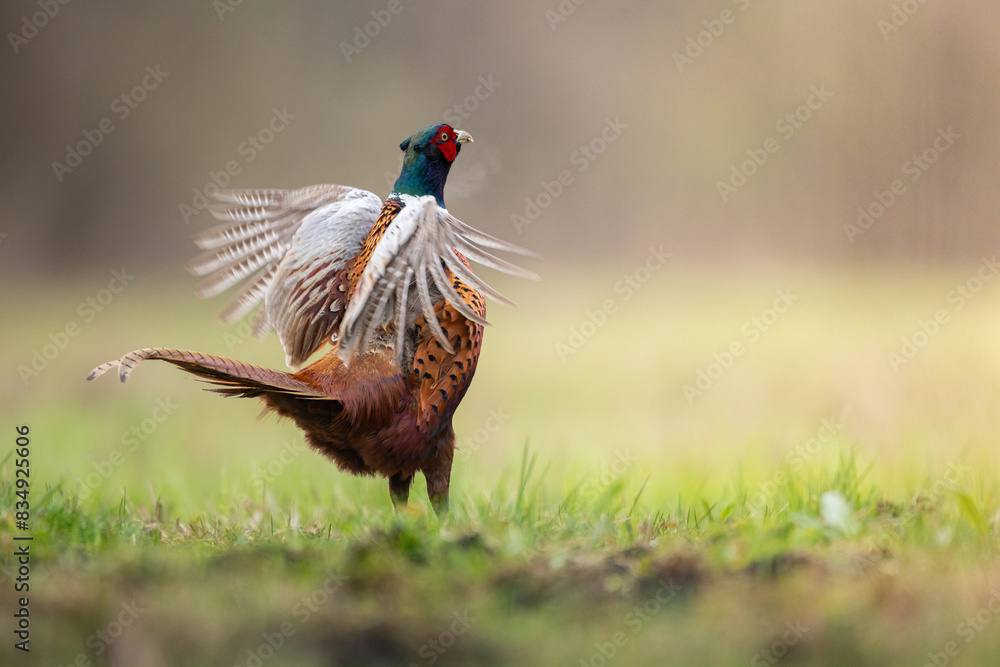 Fototapeta premium Bird - Common pheasant Phasianus colchius Ring-necked pheasant in natural habitat wildlife Poland Europe