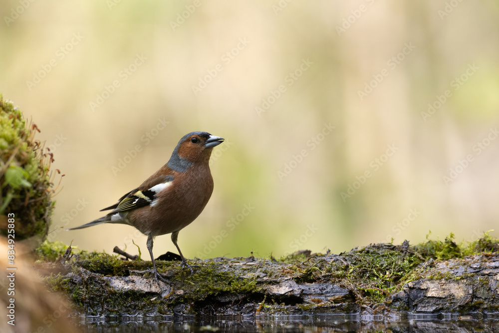 Bird male chaffinch Fringilla coelebs perching on forest puddle, spring time Bird male chaffinch Fringilla coelebs perching on forest puddle, spring time