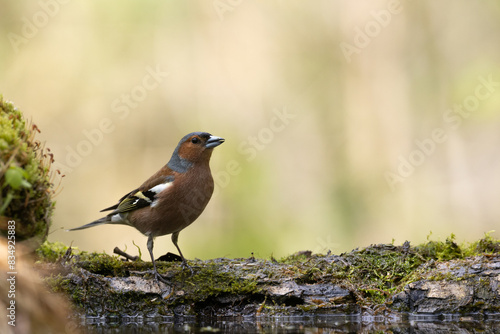 Bird male chaffinch Fringilla coelebs perching on forest puddle, spring time