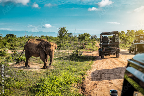 Canvas Print Live cute elephant on safari tour. Udawalawe Sri Lanka
