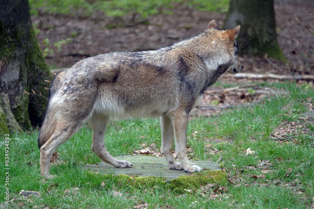 Fototapeta premium Wolf