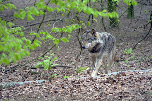 Wolf photo