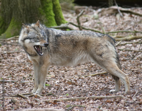 Europaescher Grauwolf in freier Natur photo