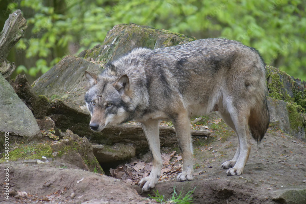 Fototapeta premium Europaescher Grauwolf in freier Natur