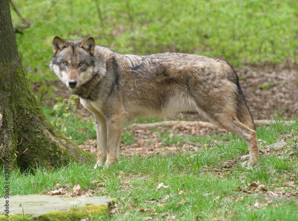 Wolf Wolf