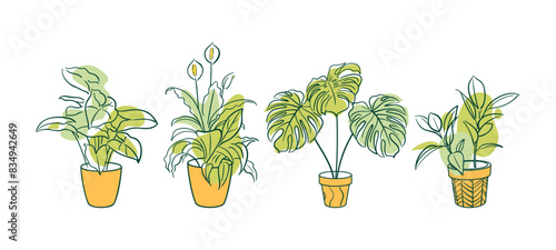 Set Exotic plant in a pot. Ficus, Syngonium, Monstera, Spathiphyllum. Home floriculture, house plants, hobby. Botanical Outline illustrations in hand drawn style. Vintage. stickers, design elements.