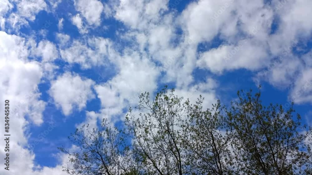 white clouds move across the blue sky, leaves on the tree sway in the wind and birds fly white clouds move across the blue sky, leaves on the tree sway in the wind and birds fly