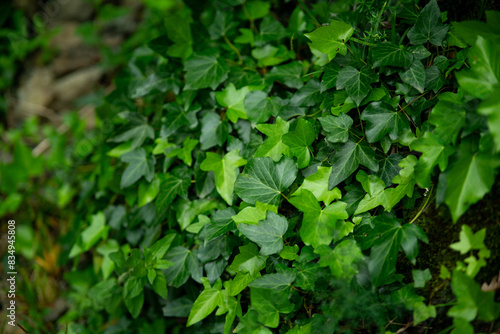 Wallpaper Mural green leaves background Torontodigital.ca