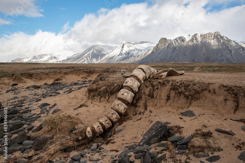 Skeleton of a beached whale