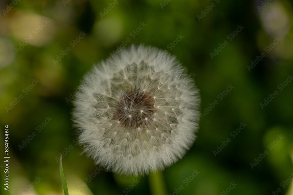 Dandelion in the meadow on a background of green grass Dandelion in the meadow on a background of green grass