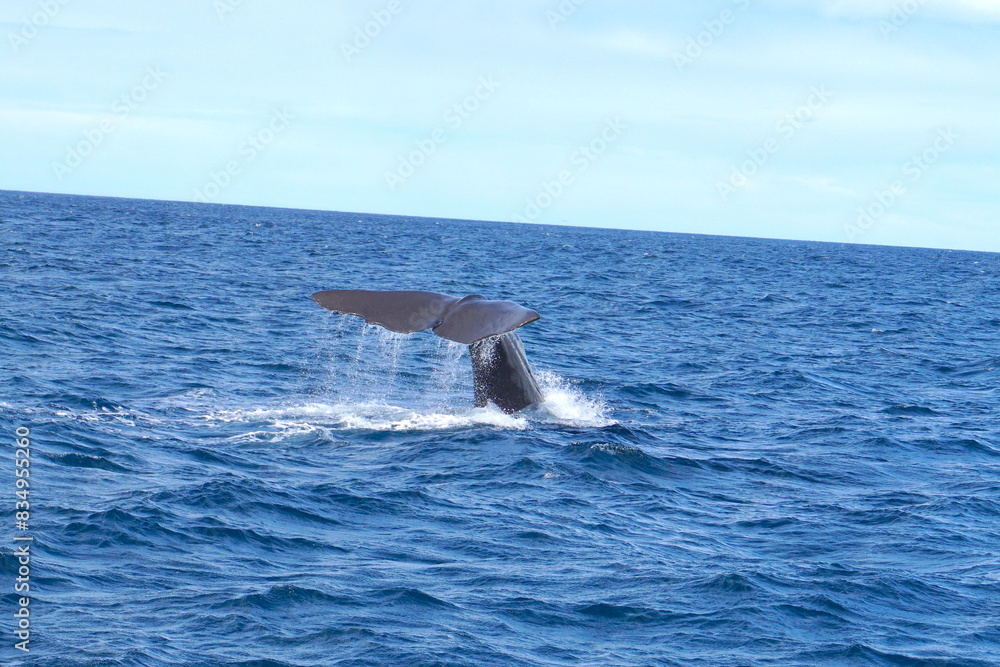 Fototapeta premium whale