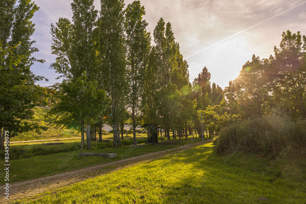 Pappelbaum - Park