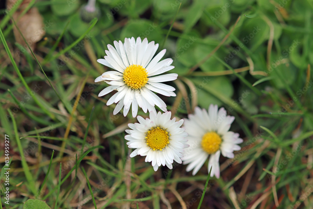 daisy in the grass daisy in the grass