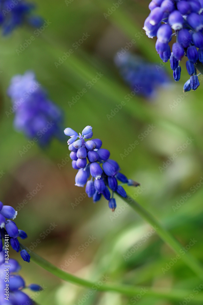 blue hyacinth blue hyacinth
