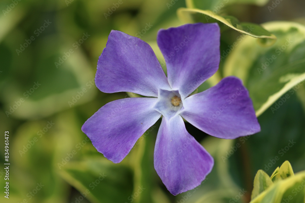 purple flower in the garden purple flower in the garden