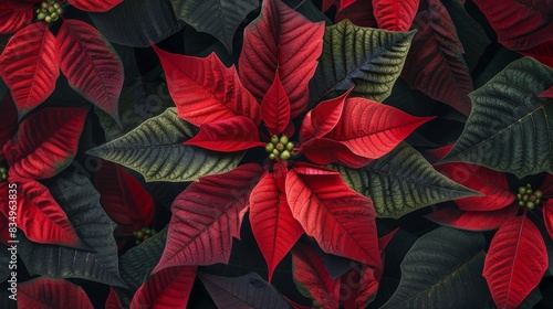 Red poinsettias with dark green leaves, the poinsettia is a popular holiday plant. photo