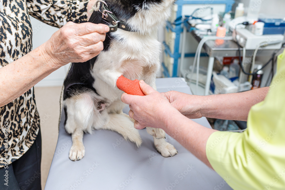 Obraz premium a dog with a broken paw is waiting for an examination in a veterinary animal hospital.