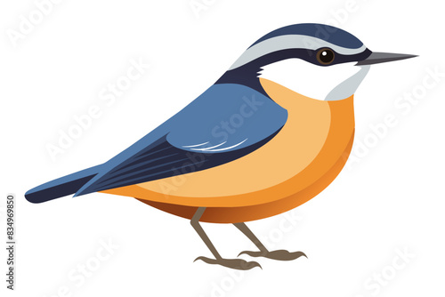  A nuthatch bird vector artwork illustration 