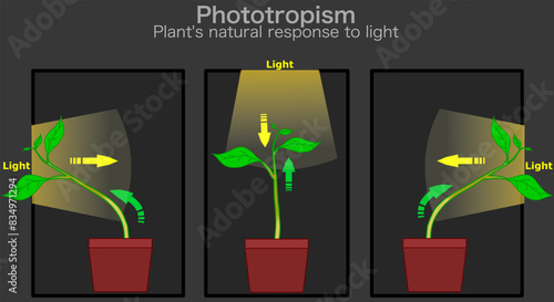 Phototropism light diagram. Plants natural response to light, grows in the direction of sun, with auxin hormone. Dark, black in room.. Illustration vector	