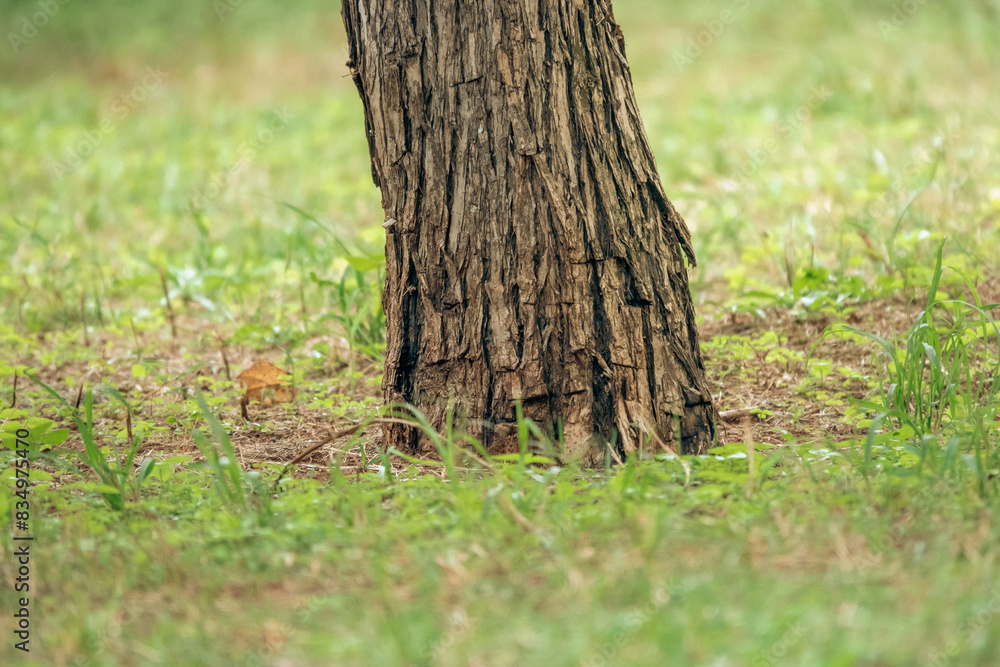 Lower section of a tree growing in the wild at Nairobi National Park in Kenya Lower section of a tree growing in the wild at Nairobi National Park in Kenya