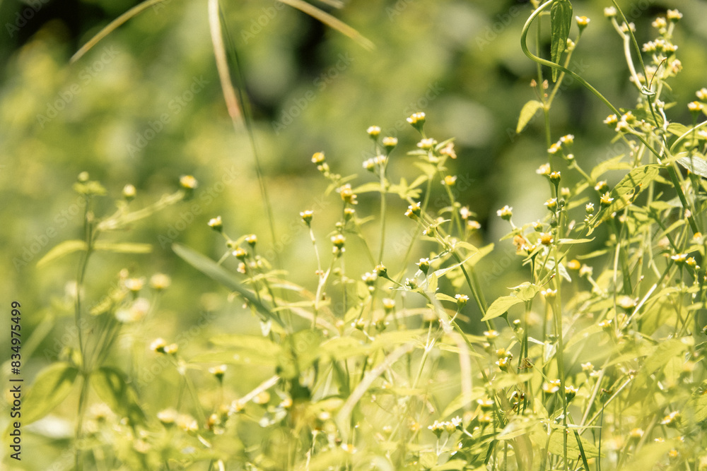 Selective focus on plants growing in the wild at Nairobi National Park in Kenya Selective focus on plants growing in the wild at Nairobi National Park in Kenya