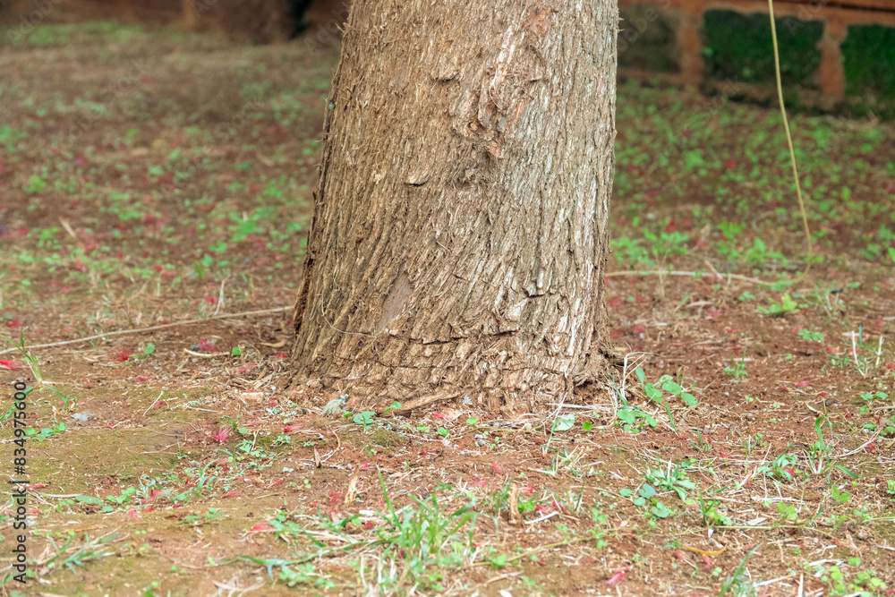 Lowe section of a tree growing in the wild at Nairobi National Park in Kenya Lowe section of a tree growing in the wild at Nairobi National Park in Kenya