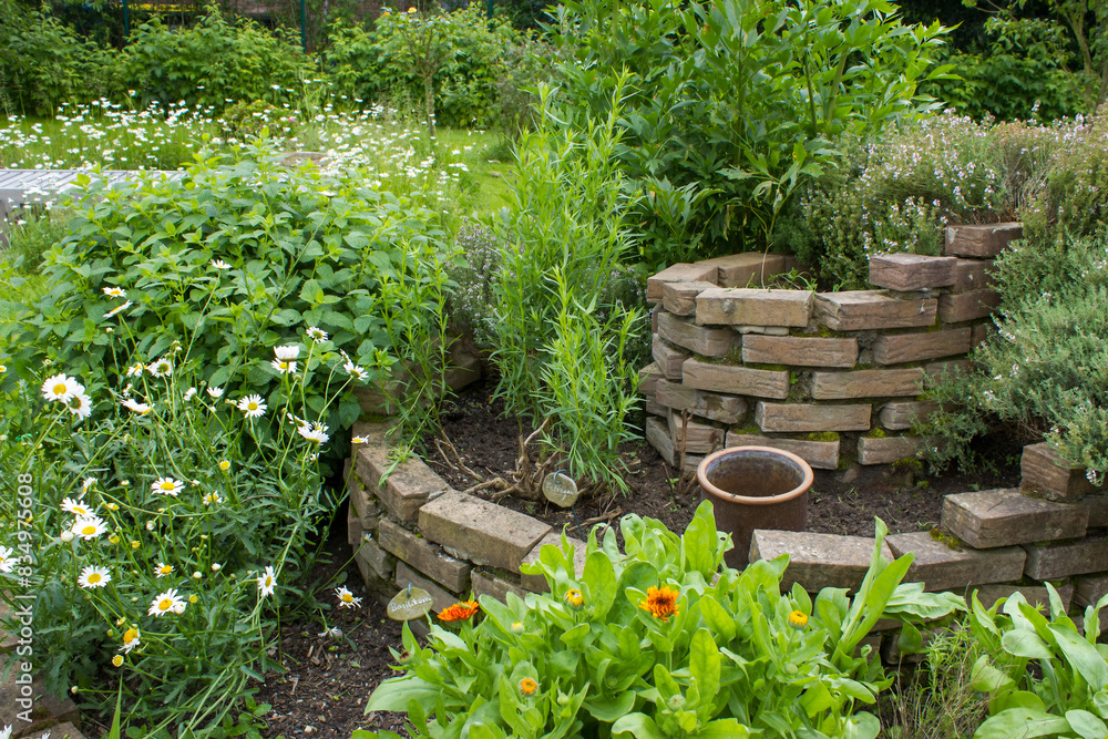 herb spiral in the garden with fresh herbs
