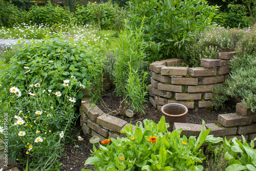 Obraz na płótnie herb spiral in the garden with fresh herbs w salonie