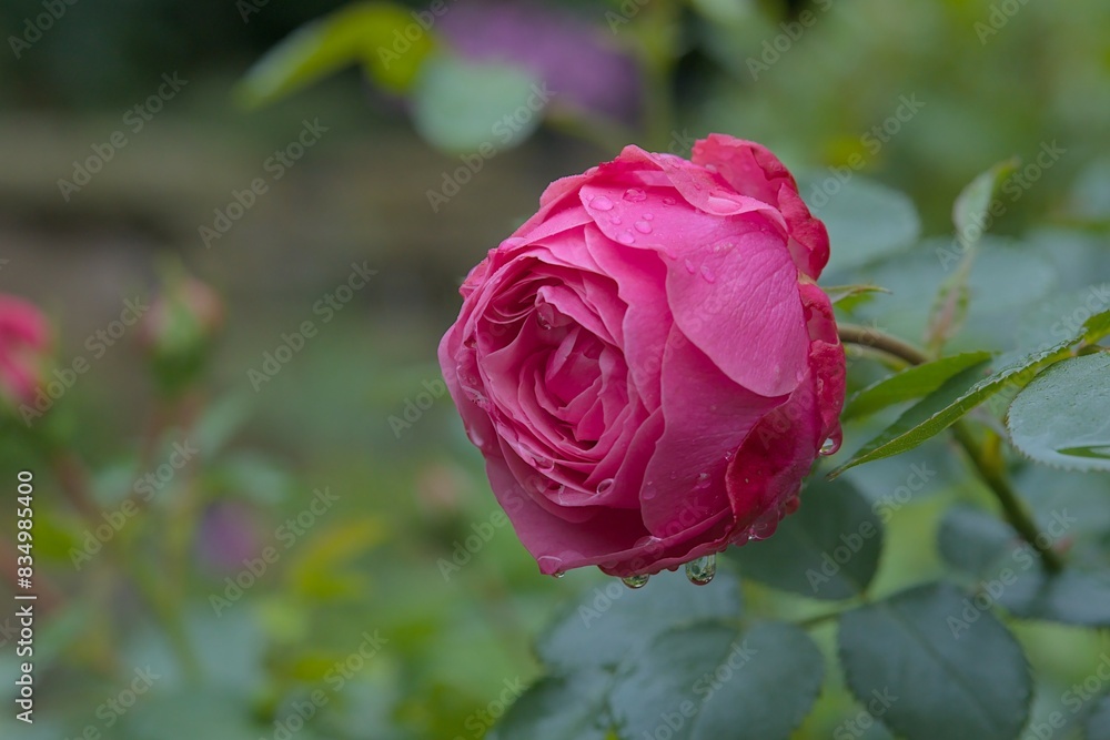 Single pink rose in the garden with rain drops and bokeh background. Copy space