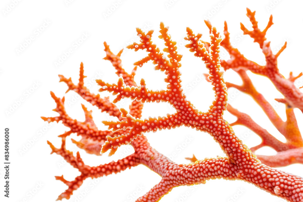 A vibrant close-up photo of a branching fire coral, showcasing its intricate patterns and fiery red hues, isolated on white background. A vibrant close-up photo of a branching fire coral, showcasing its intricate patterns and fiery red hues, isolated on white background.