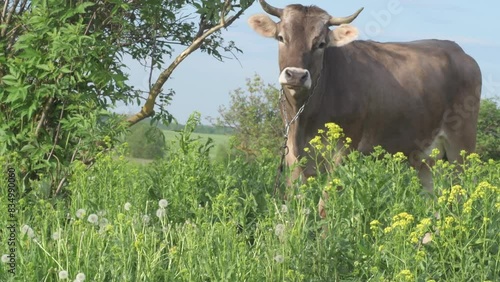 beautiful  cow Swiss breed grazing  at pasture with juicy green grass. sunny evening rural landscape. spring season photo