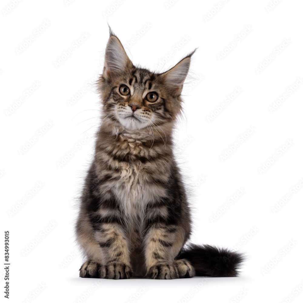 Brown tabby Maine Coon cat kitten with lots of attitude, sitting up facing front. Looking beside camera. Isolated on a white background.
