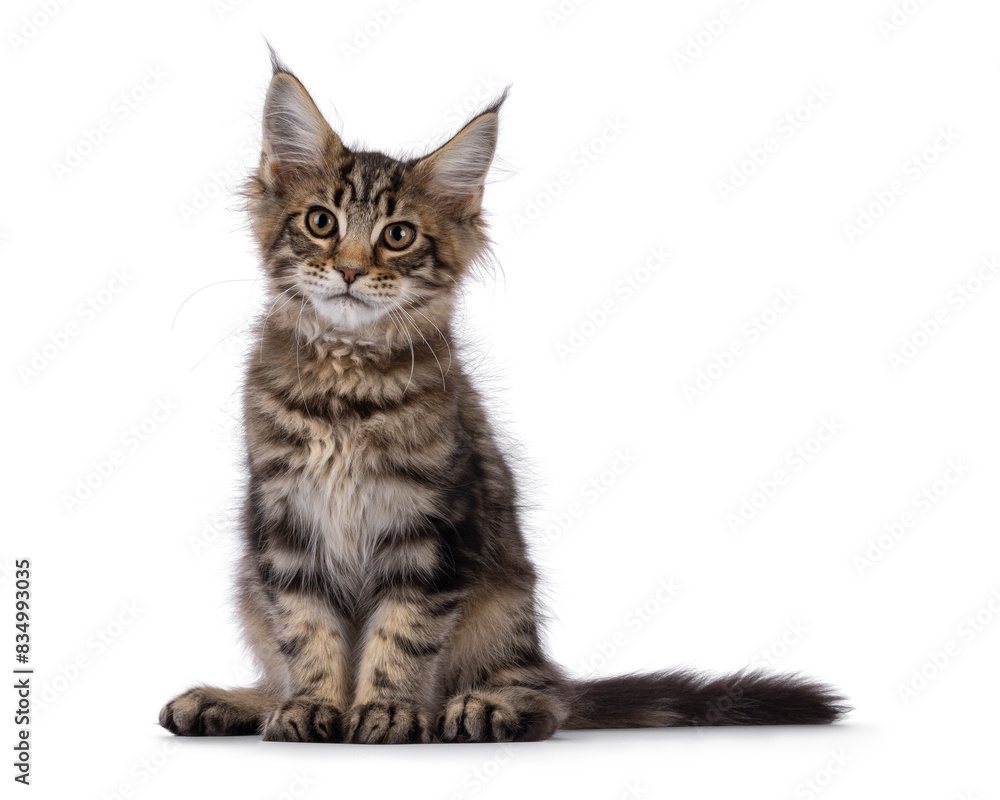 Fototapeta premium Brown tabby Maine Coon cat kitten with lots of attitude, sitting up facing front. Looking beside camera. Isolated on a white background.