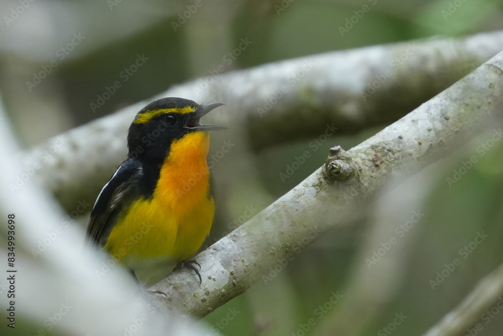 narcissus flycatcher in a forest narcissus flycatcher in a forest
