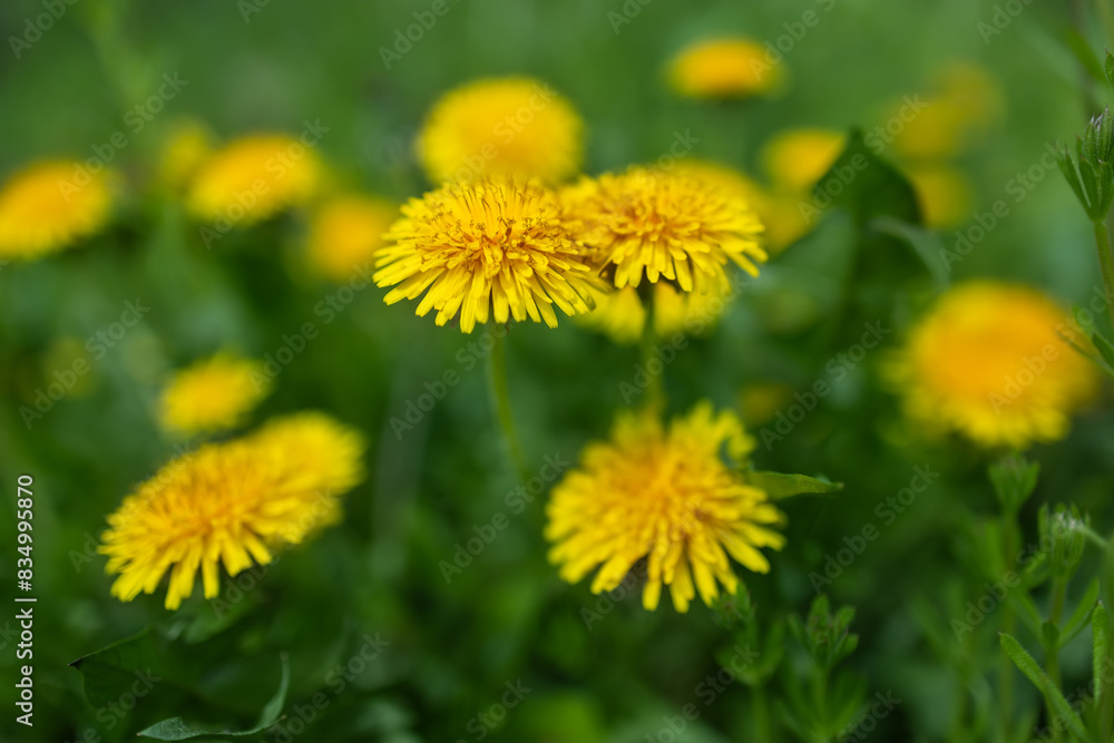 Close up of blooming yellow dandelion flowers Taraxacum officinale in garden on spring time. Close up of blooming yellow dandelion flowers Taraxacum officinale in garden on spring time.