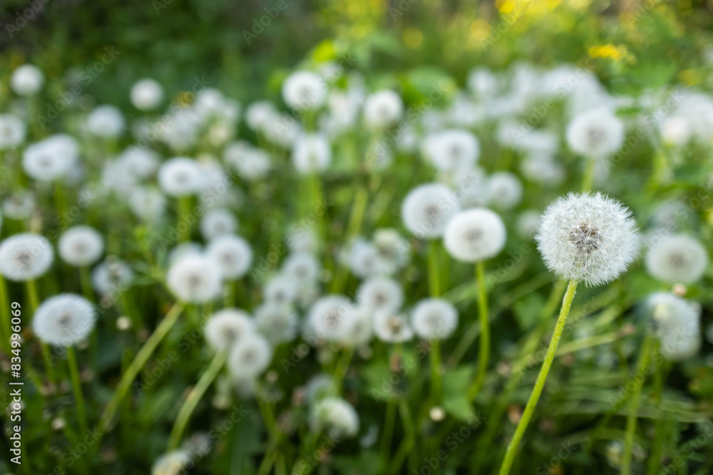 White fluffy dandelions, natural green spring background, selective focus White fluffy dandelions, natural green spring background, selective focus