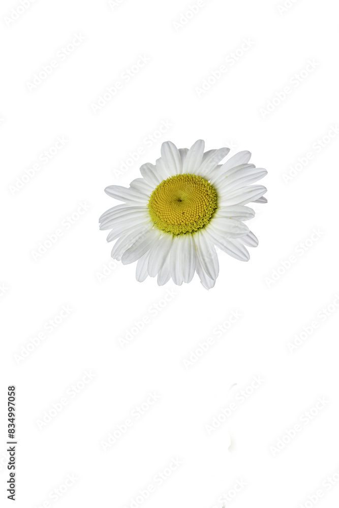 custom made wallpaper toronto digitaldaisy flower