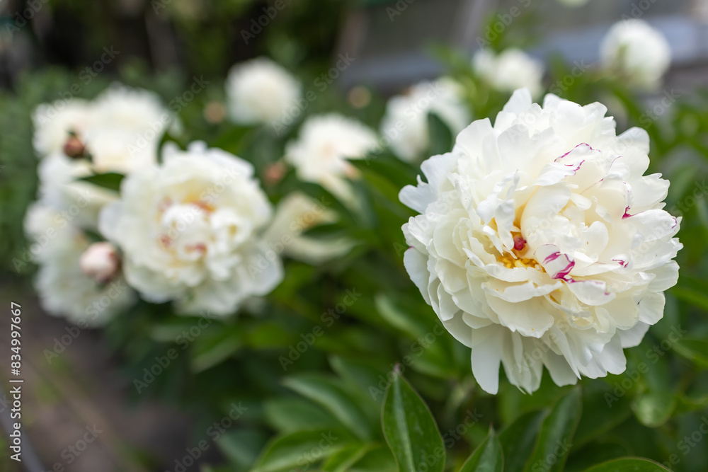 White double flower of Paeonia lactiflora cultivar Casablanca close-up. Flowering peony in garden White double flower of Paeonia lactiflora cultivar Casablanca close-up. Flowering peony in garden